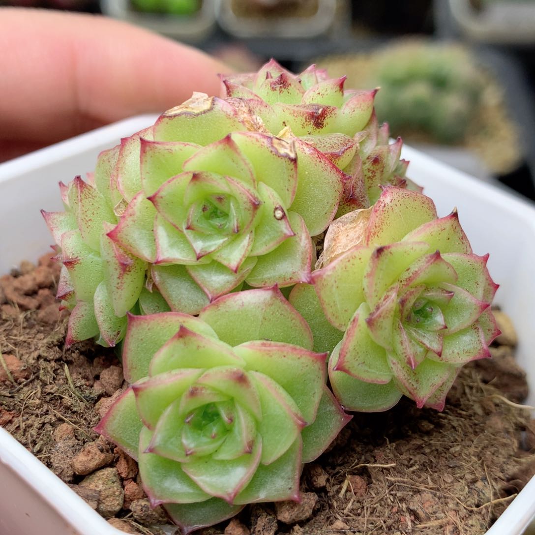 B68y y y y y y y y y t