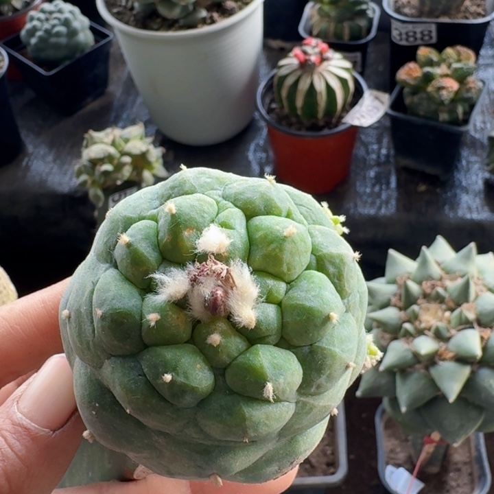 290蓝白肌仙仙人球