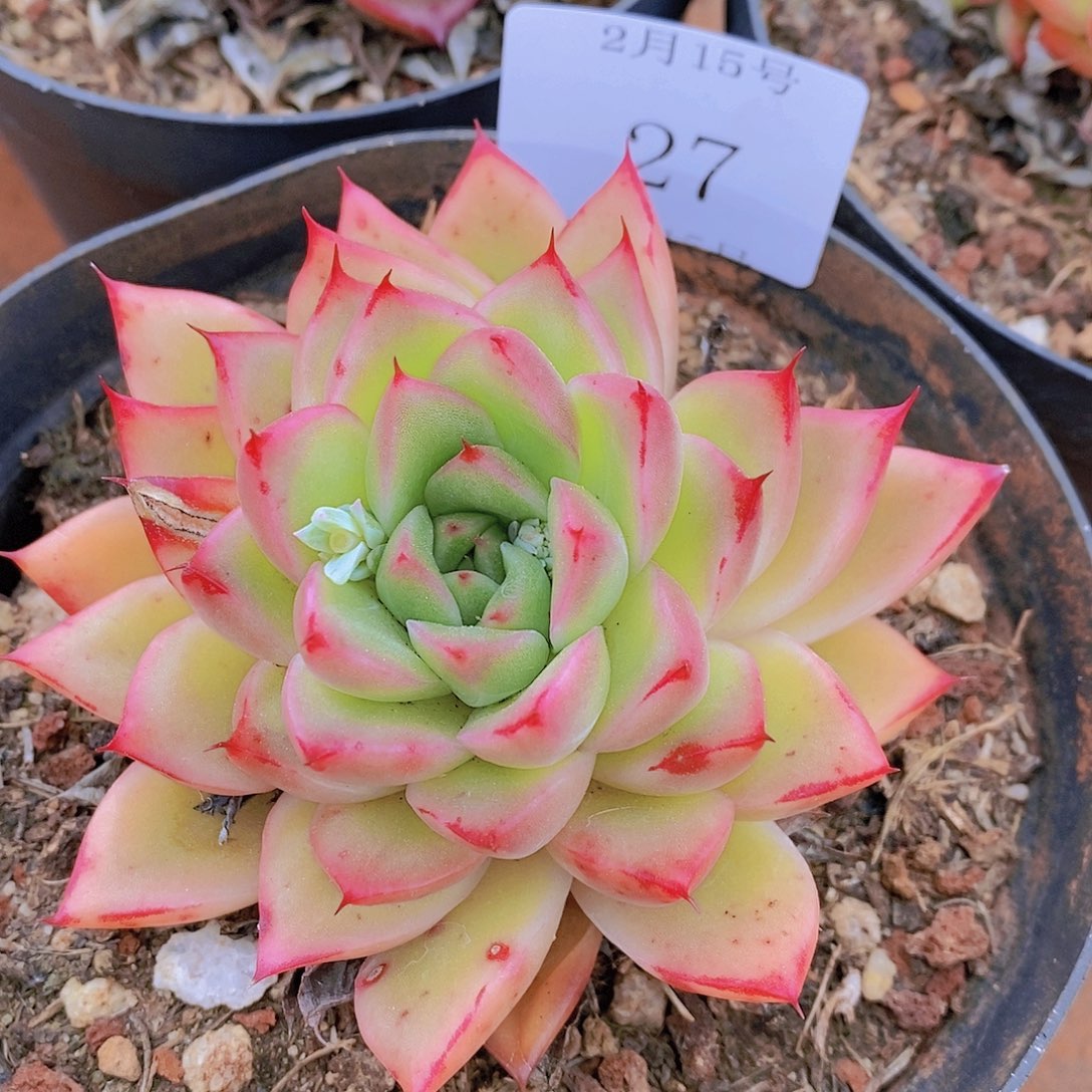 【闪购商品】云27号