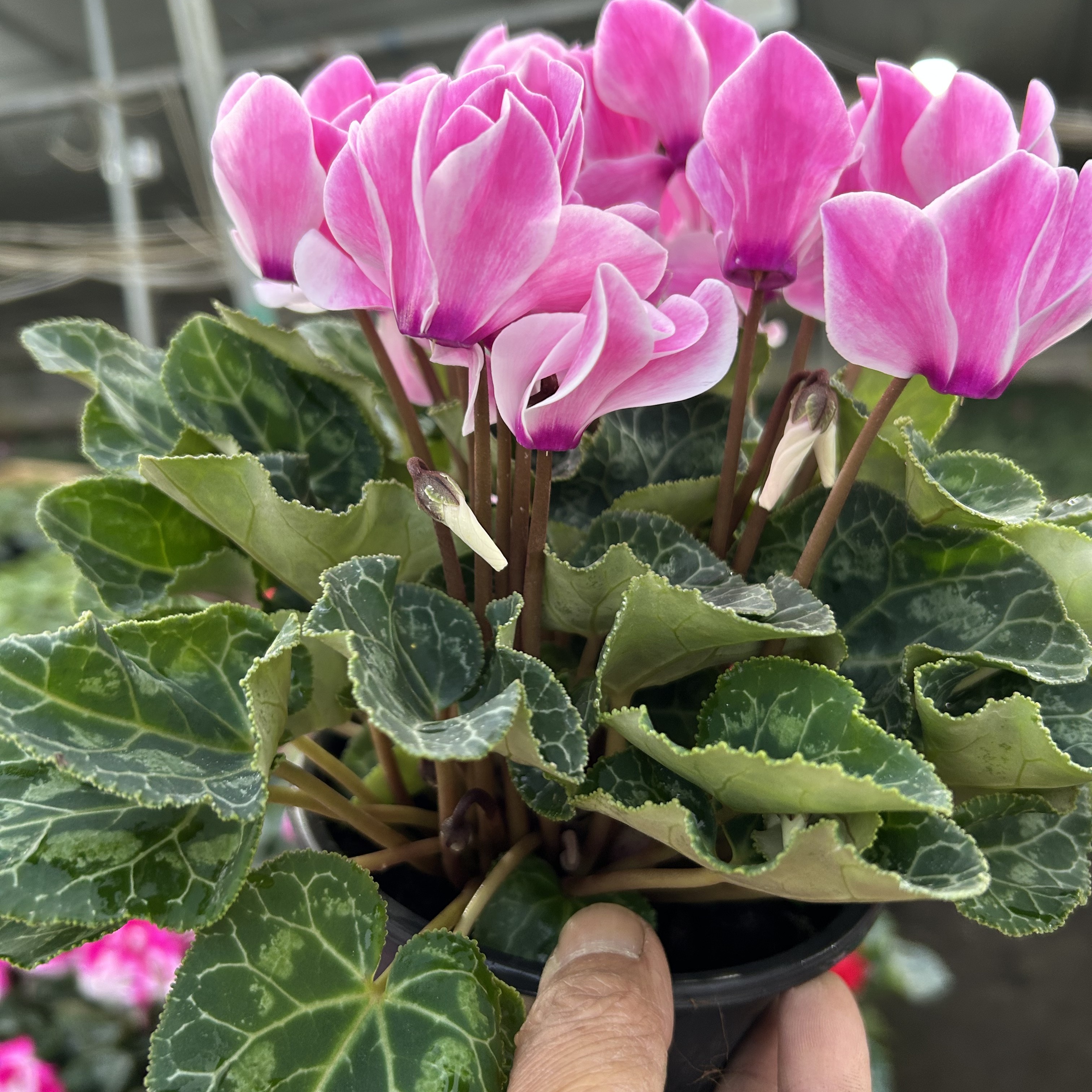 福利款49号梦幻浪漫粉白边紧凑型花量，13厘米盆径四季开花好养活。