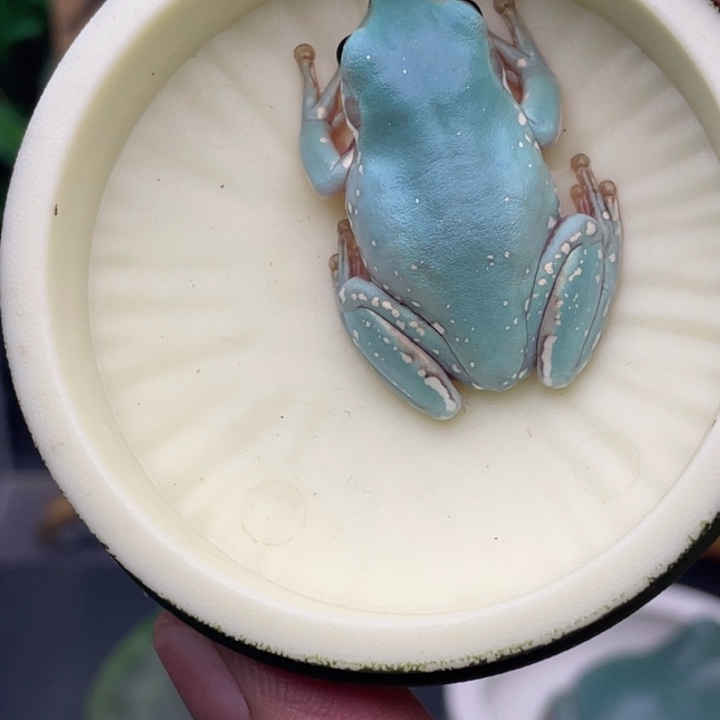 老爷树蛙16号私藏蓝