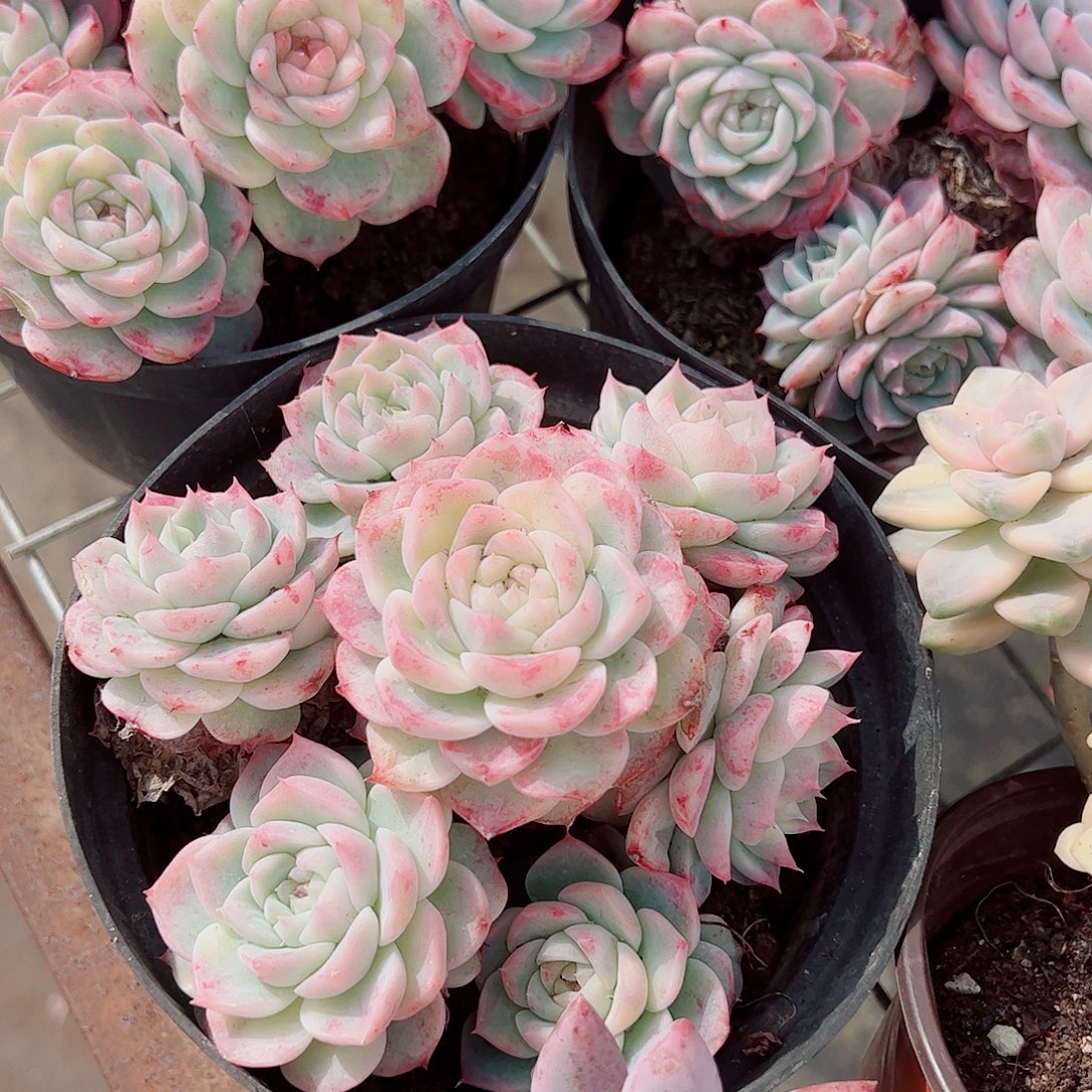 粉水晶多头群生精品