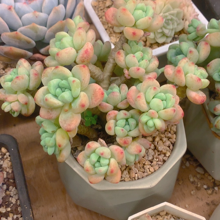 多肉乐园精品罗琦