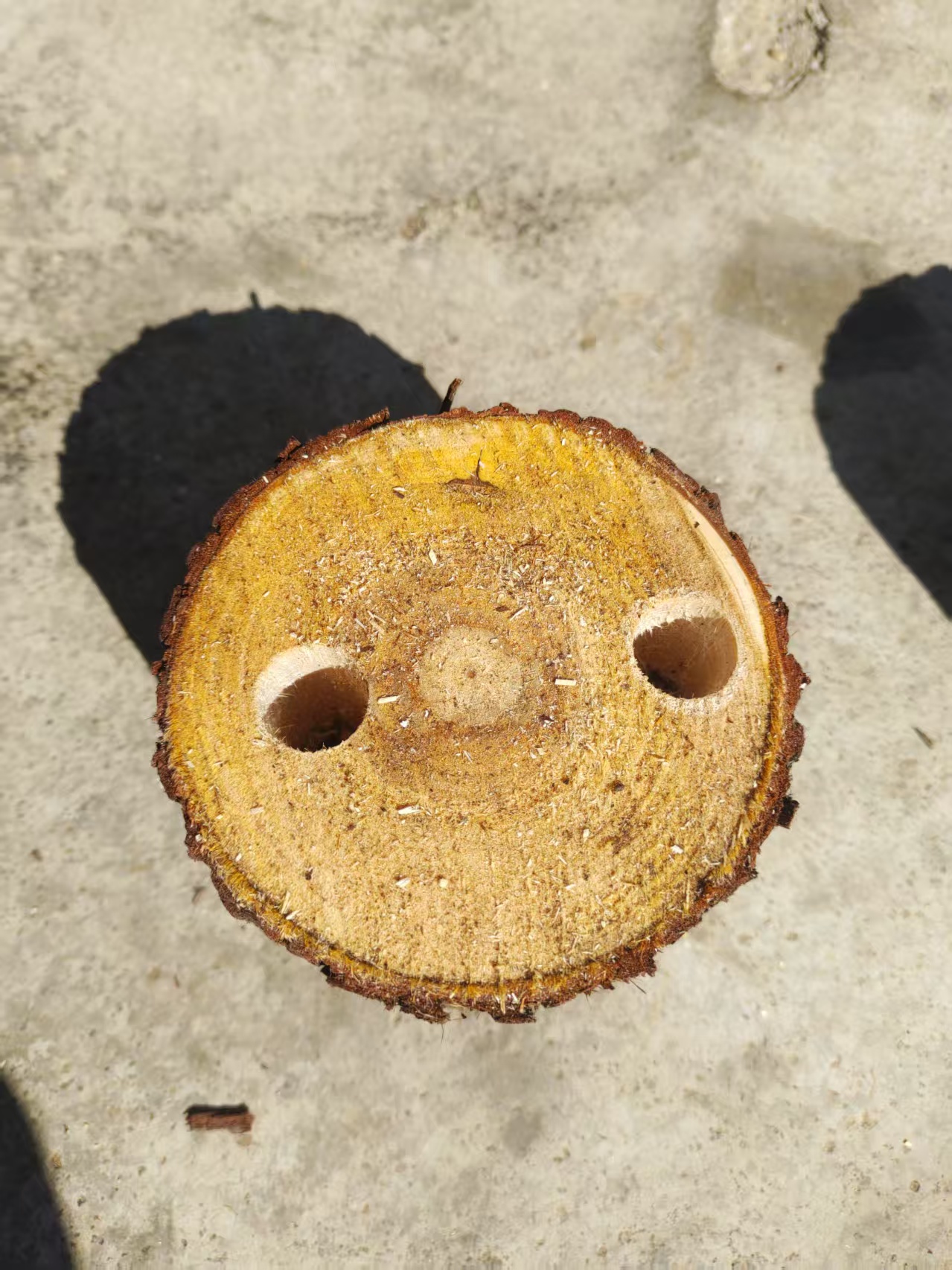 衫木桩（石斛种桩气生根植物，易生根）