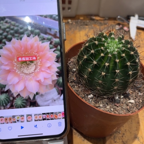 露露粉黛佳人6公分左右