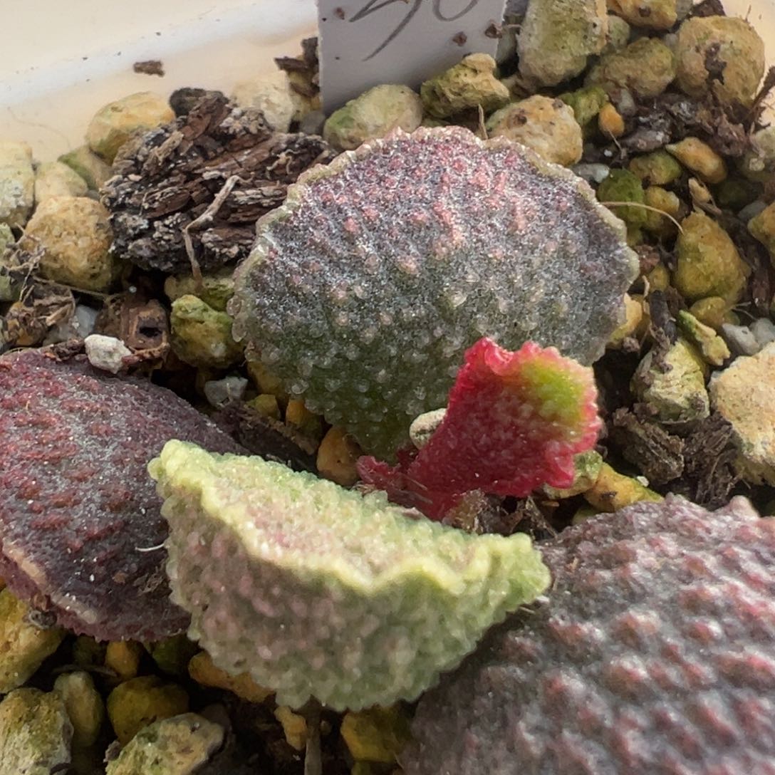 56实生大苗多肉植物