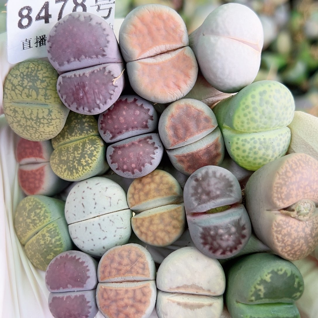 8478 好养易活生石花大母本18个