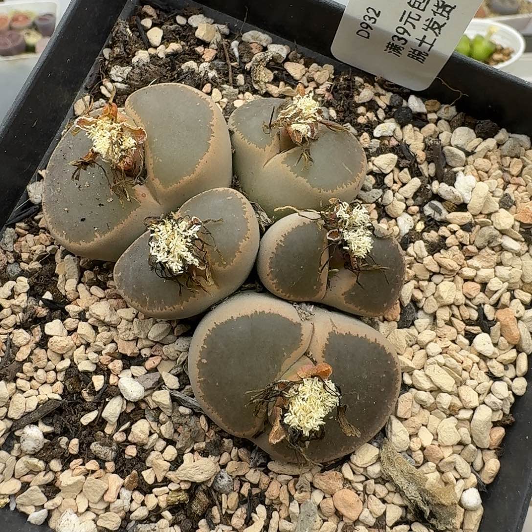 932多肉哈哈哈哈哈哈哈