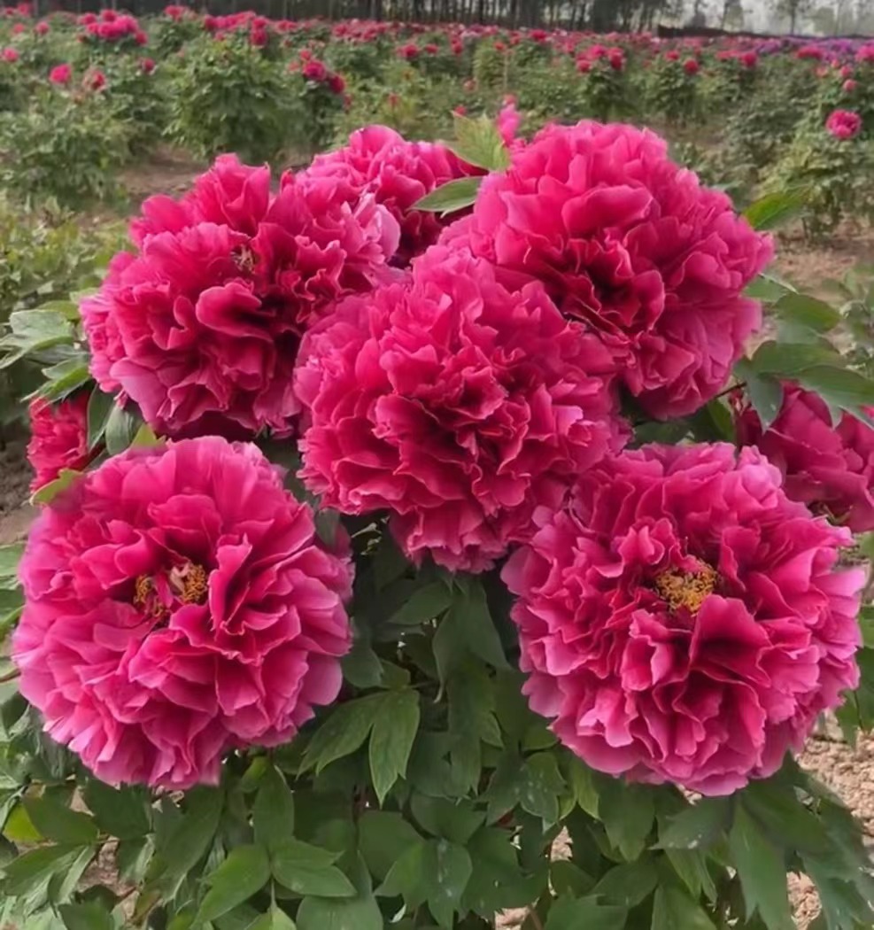 【曹州红】花型巨大 牡丹花浓香精品苗丹种植开花季 基地现挖现发 