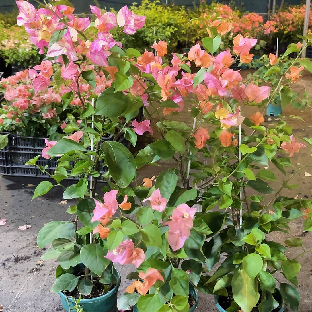 当前无花栽培后可以开花阿达娜带竹一颗