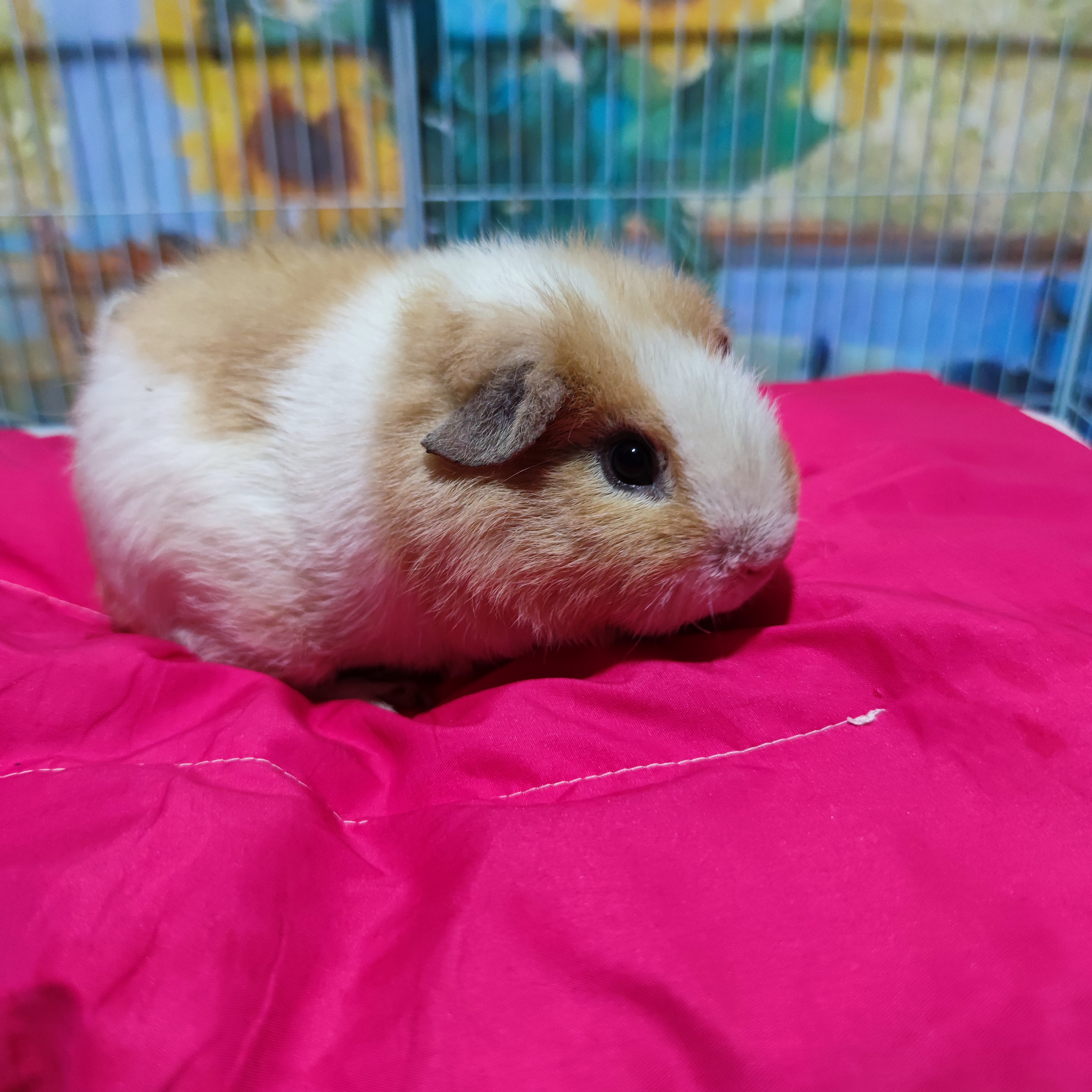 活物豚鼠弟弟小宠物适合家庭喂养健康幼崽