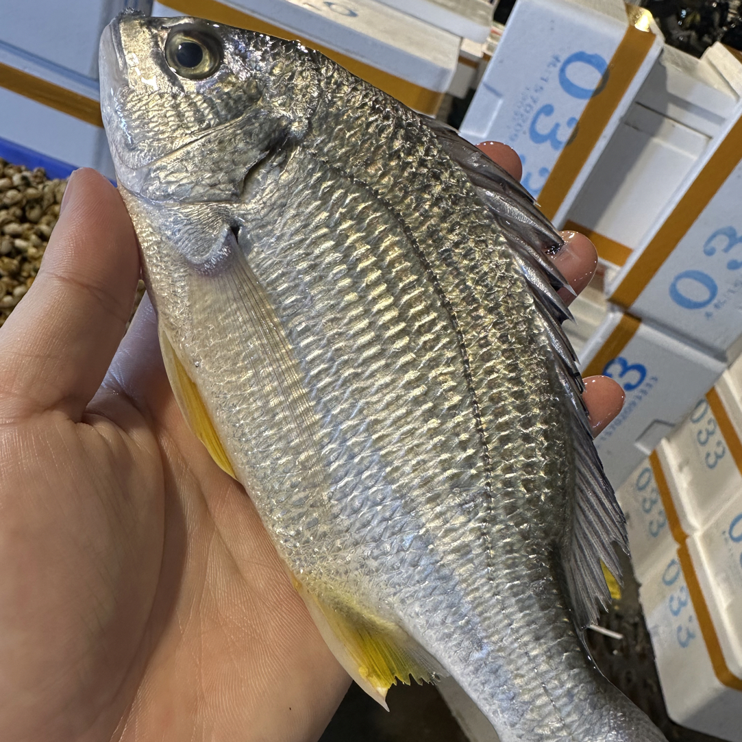 黄脚立 黄翅鱼 肉质鲜嫩