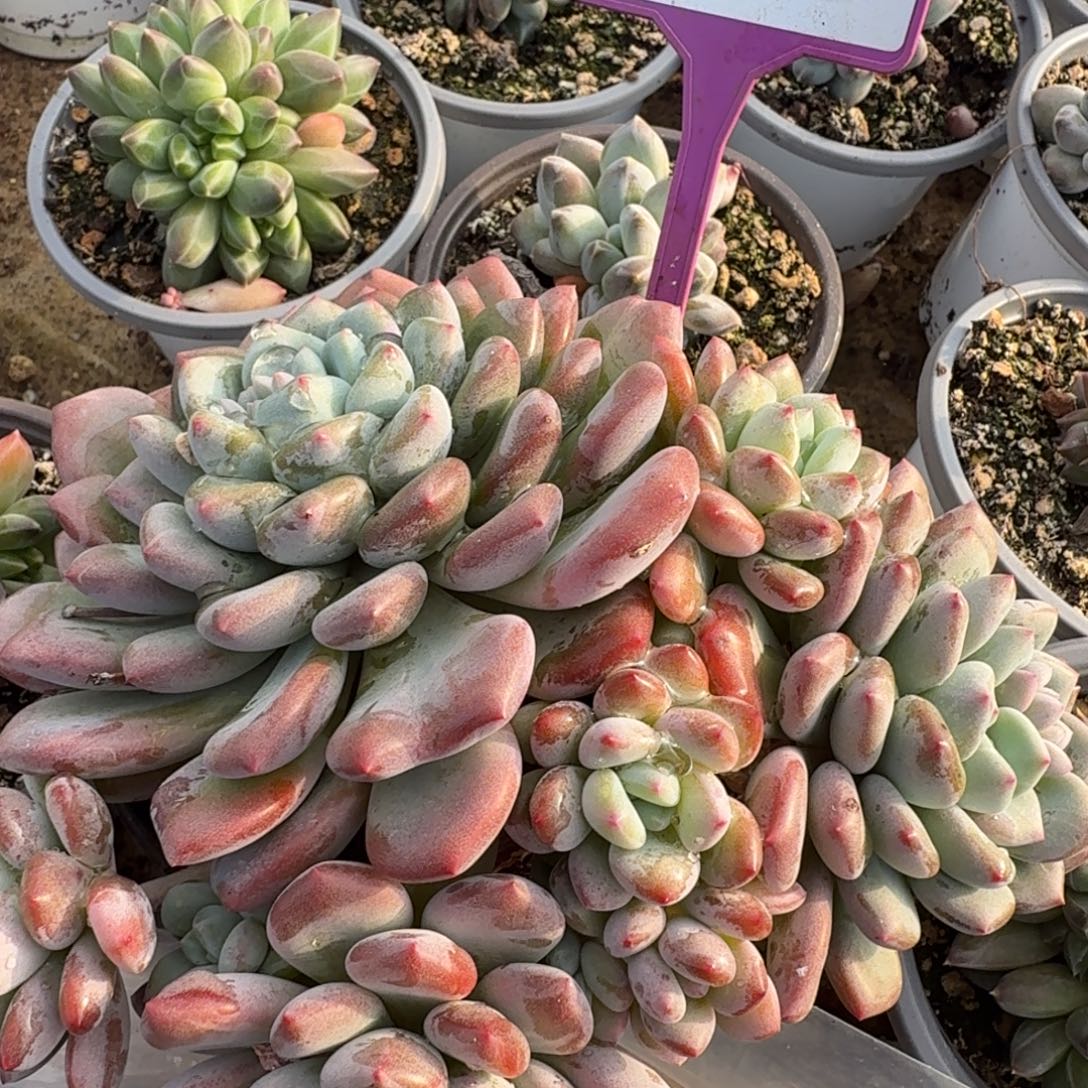 两***界多肉植物漂亮群生816