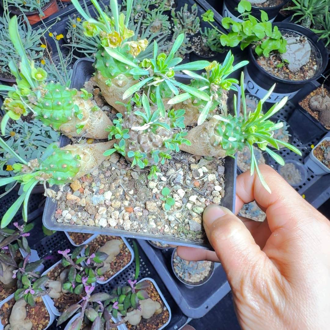 捡****肉实生仙人球一颗571