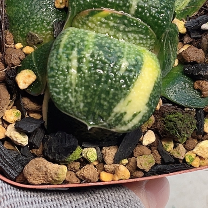 珍珠卧牛锦一物一拍1号