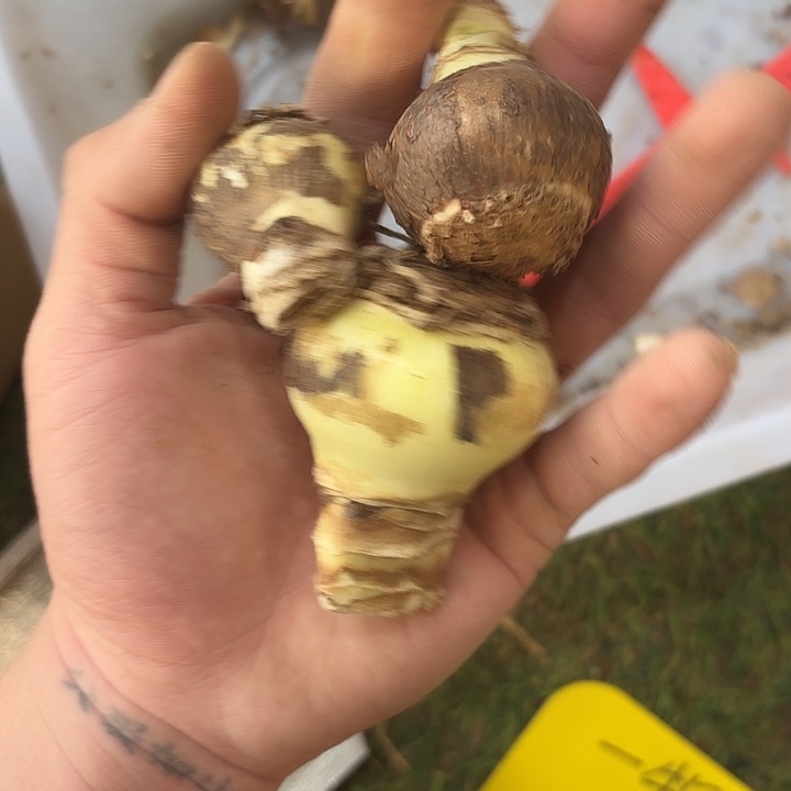 完全开放安妮塔15块钱3棵