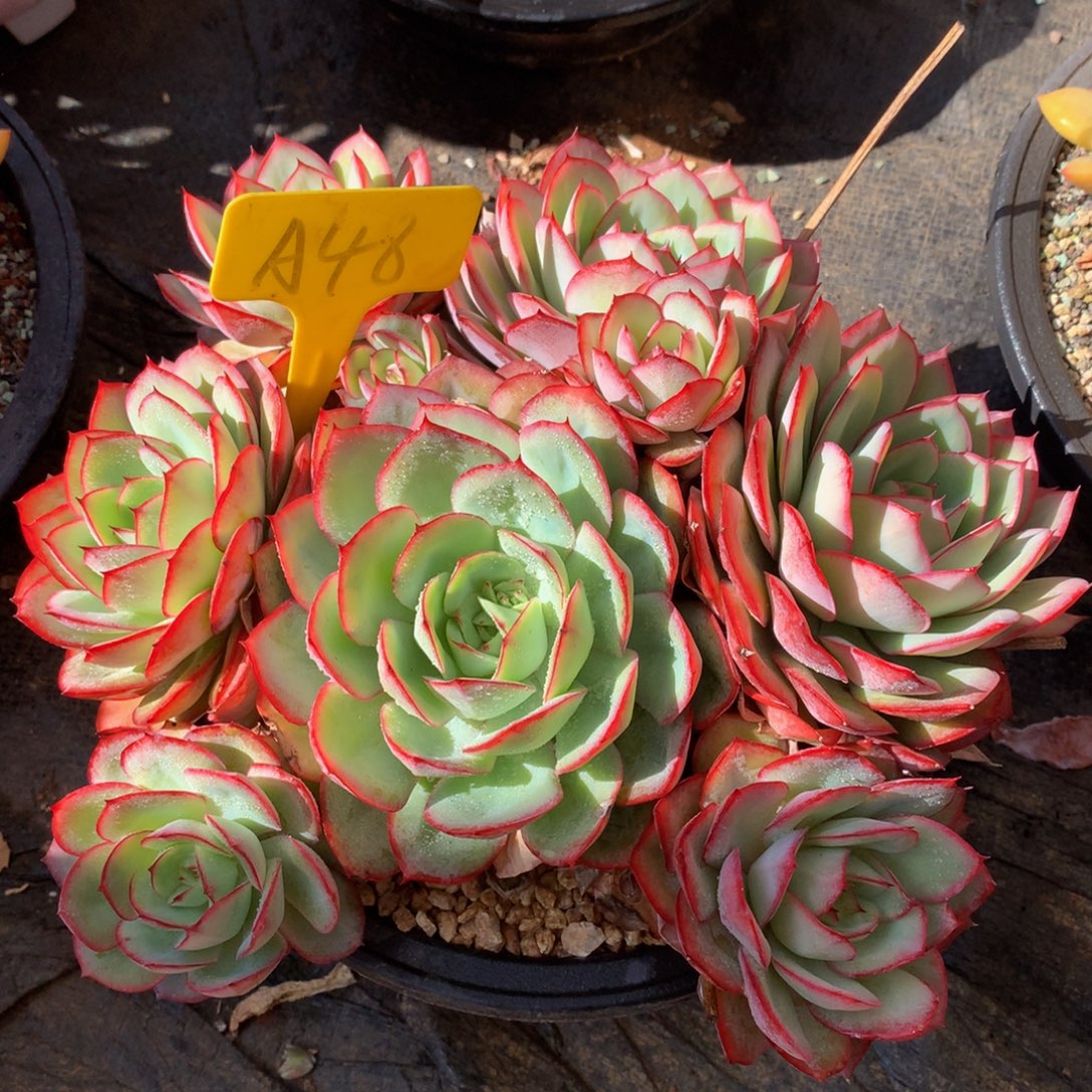 喜****牡丹亭727272727272727