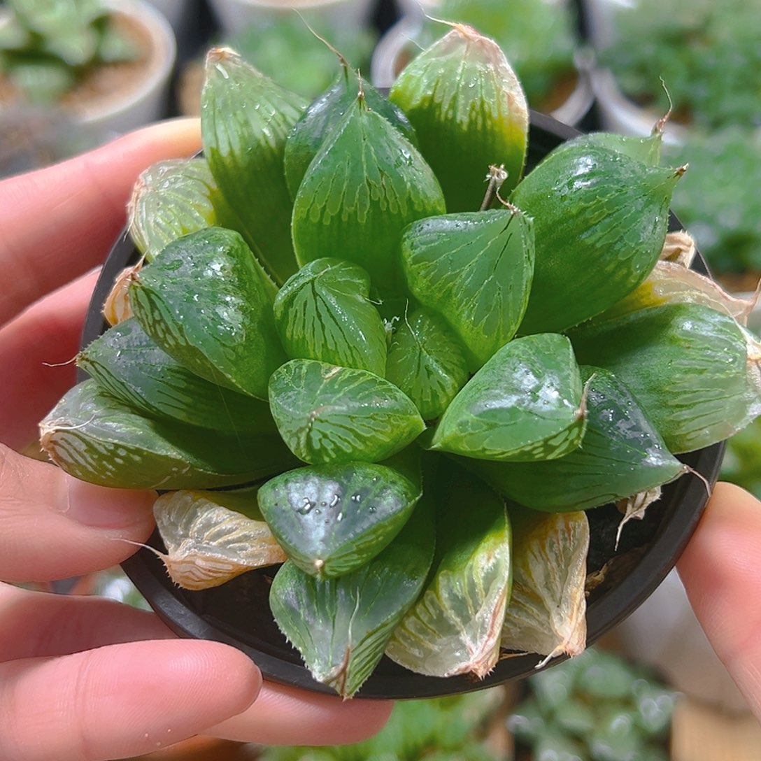 母本三仙寿玉露多肉植物一颗