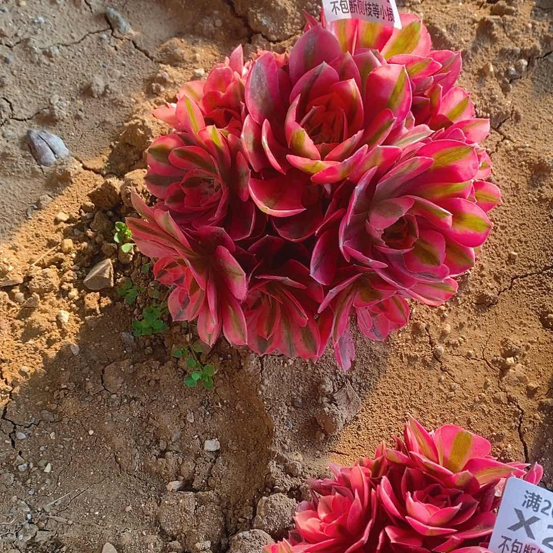 181女巫多肉老桩