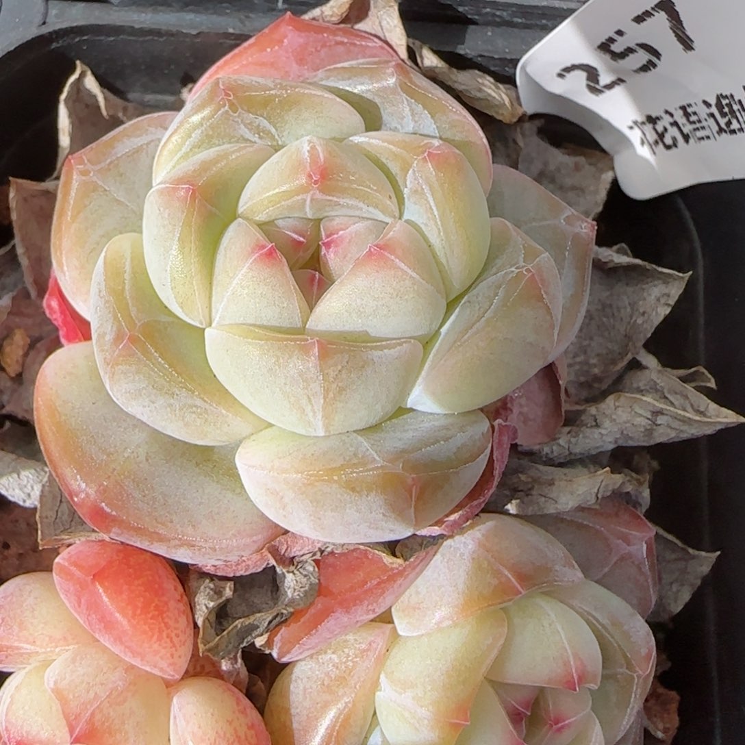 花语逸镜0131-257