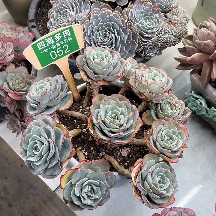 萌***心黄桃多肉植物提取052