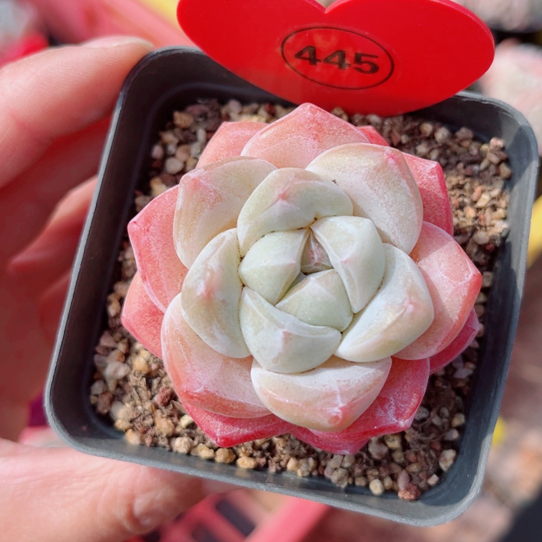 445号小老桩冰玉单头