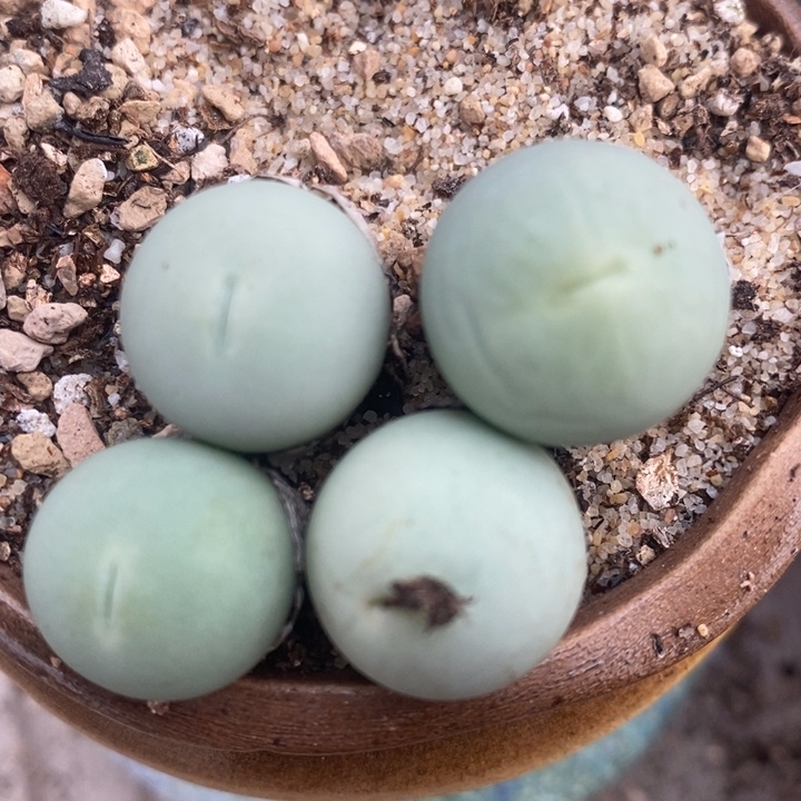 2339嘟嘴鸽子蛋1颗