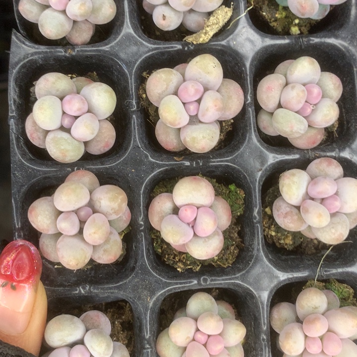 彩虹奶10颗。包邮。多肉