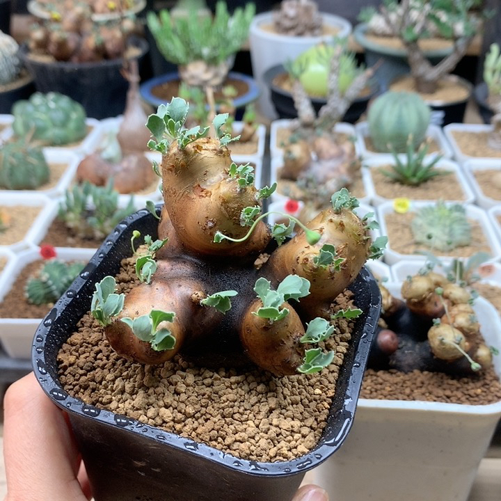 产地格加厚敦菊带盆