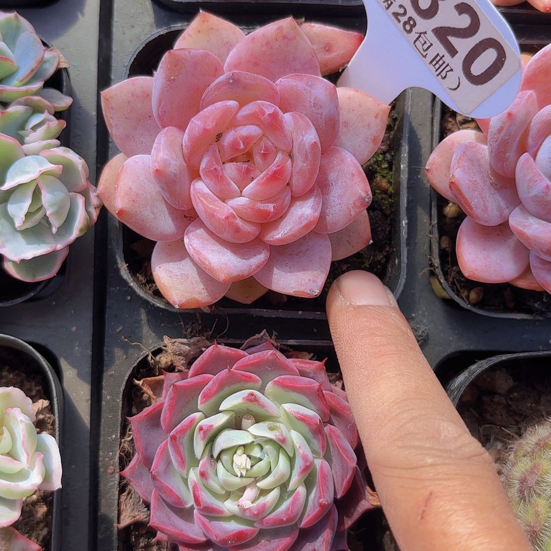 D820粉笔一物一拍