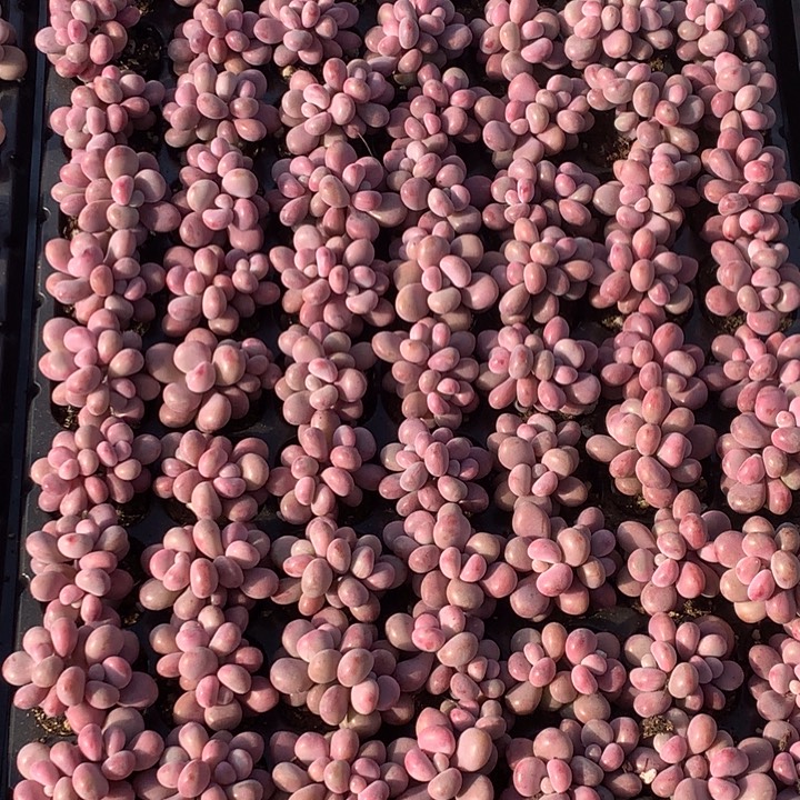 桃蛋双头 10颗   包邮  多肉