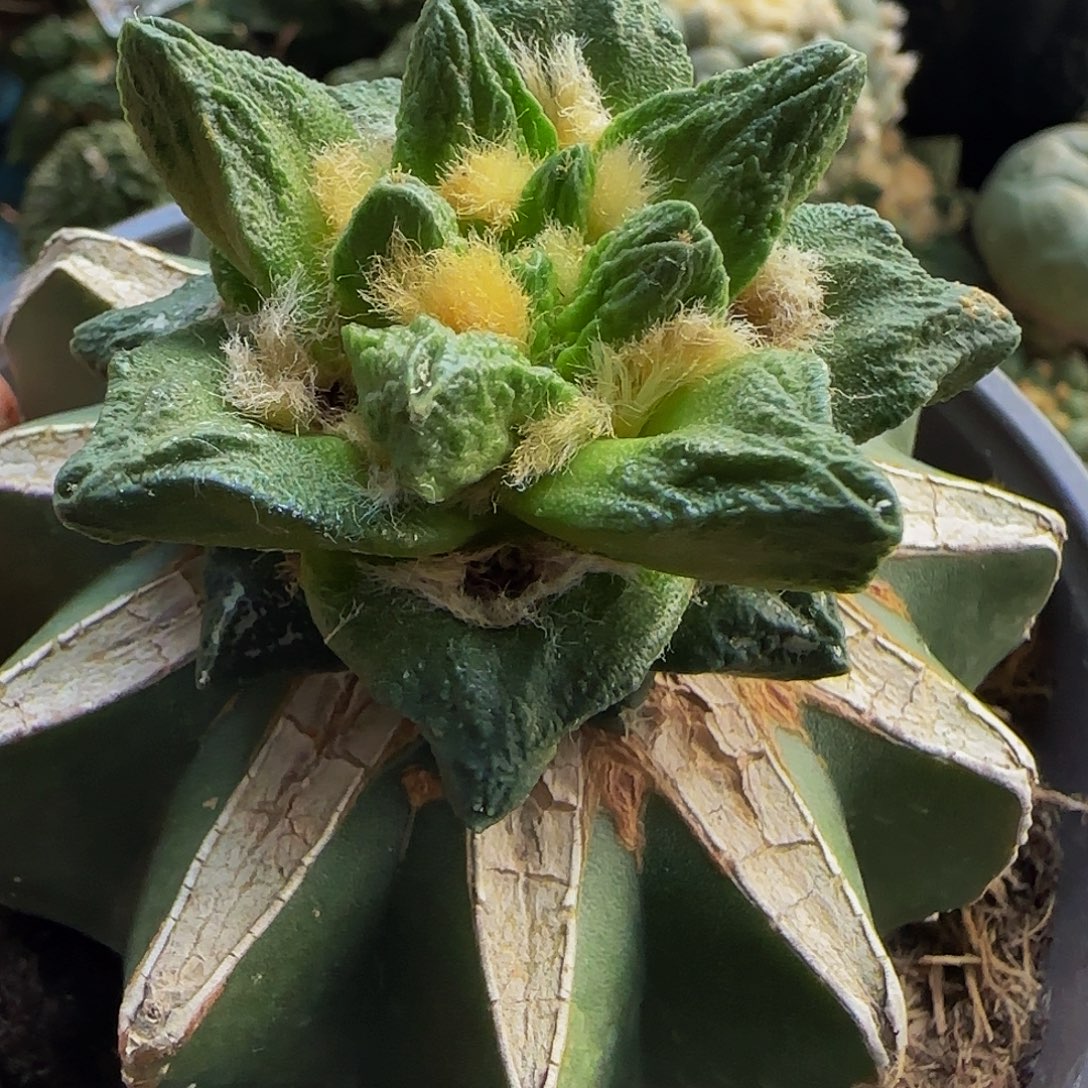 大尤龙角牡丹608仙人球