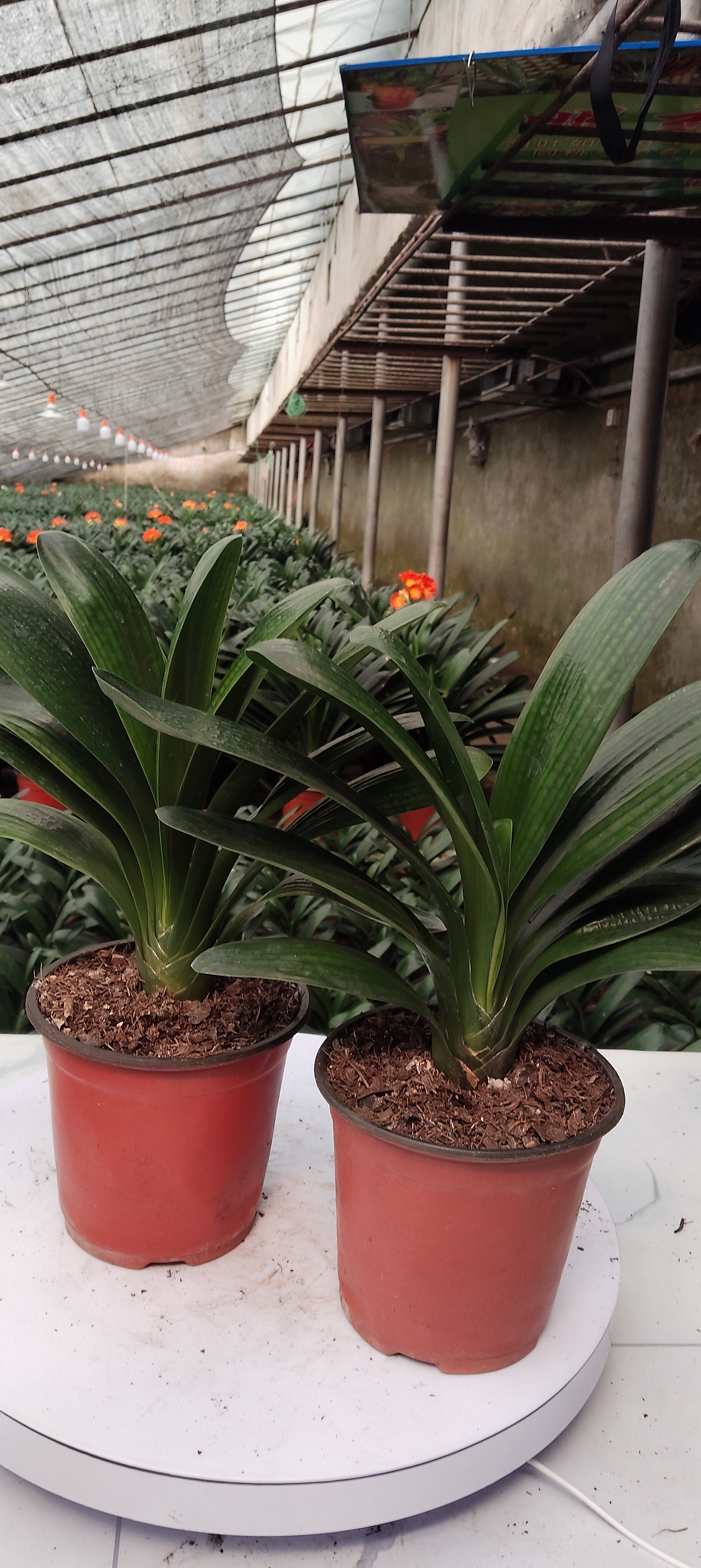 君子兰猴面包树10片叶以上精品兰正宗君子兰花室内盆栽兰草花八十