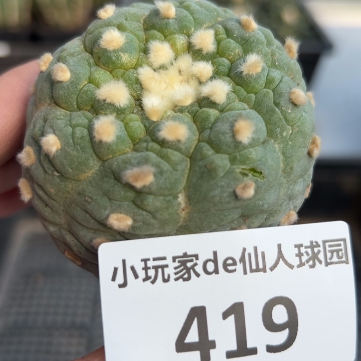 419 无根 三月中旬上盆