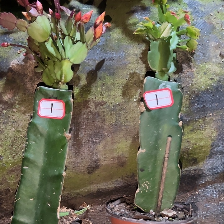 山***岩，1号带盆037.063，