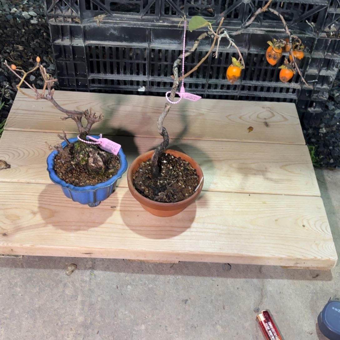 S***g全场盆景荚谜配山柿子