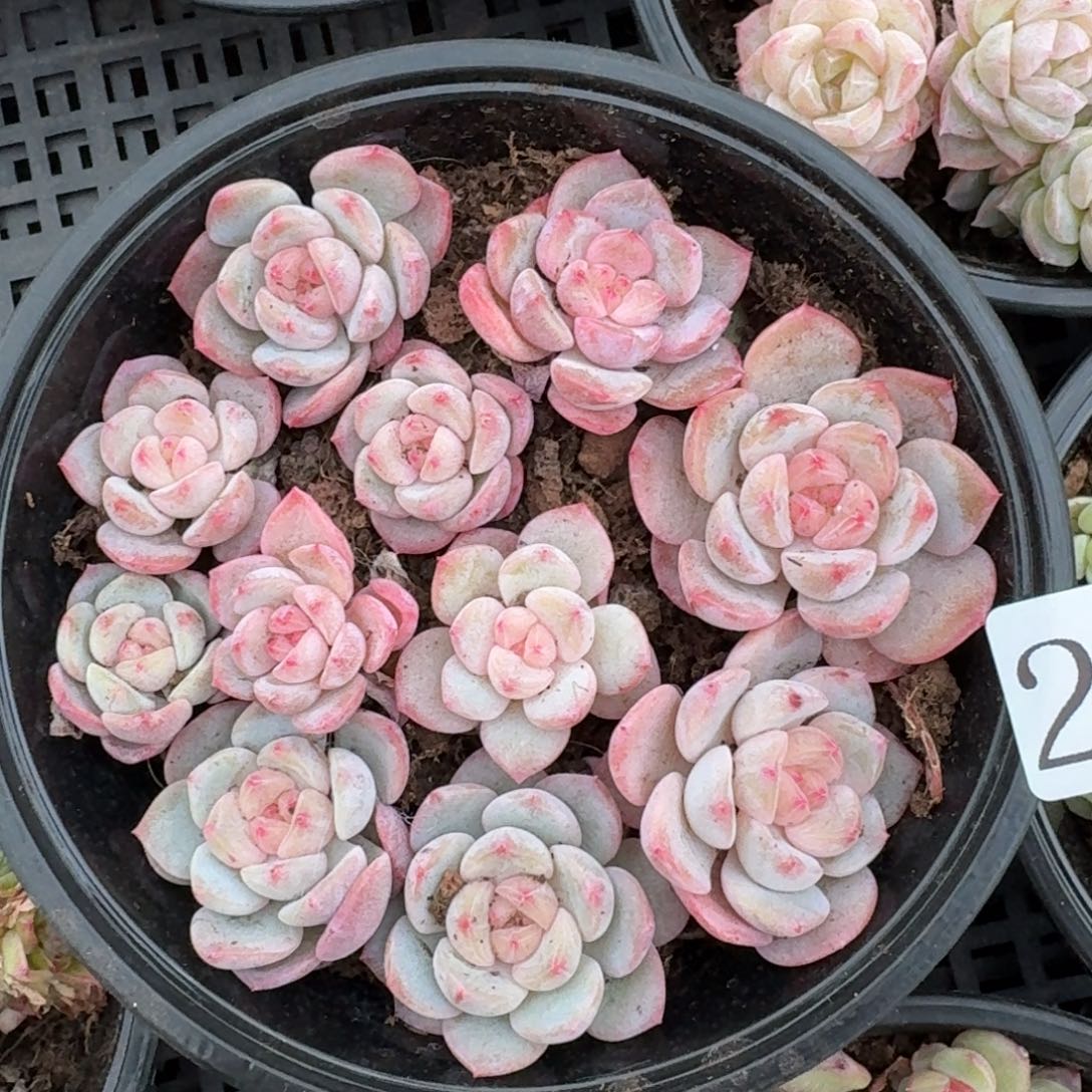 多肉植物多肉植物299