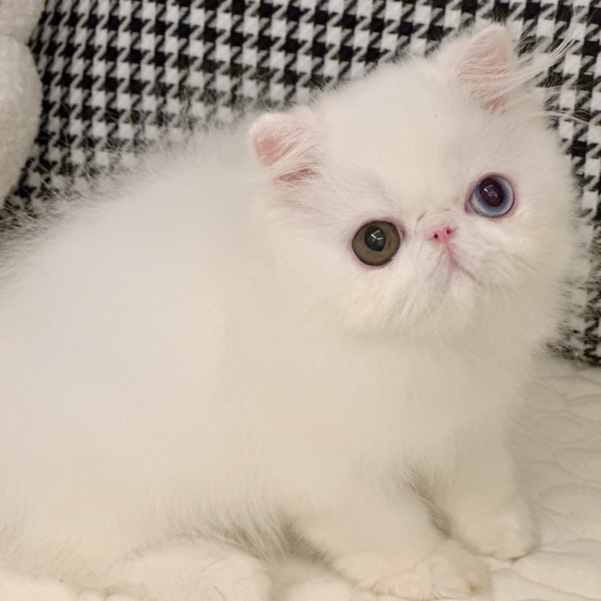 MODEL CAT模特猫 来福 异瞳鸳鸯眼 加菲猫 短毛弟弟