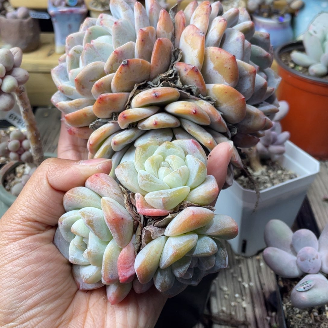 五颗橙梦露五颗冰玉多肉植物