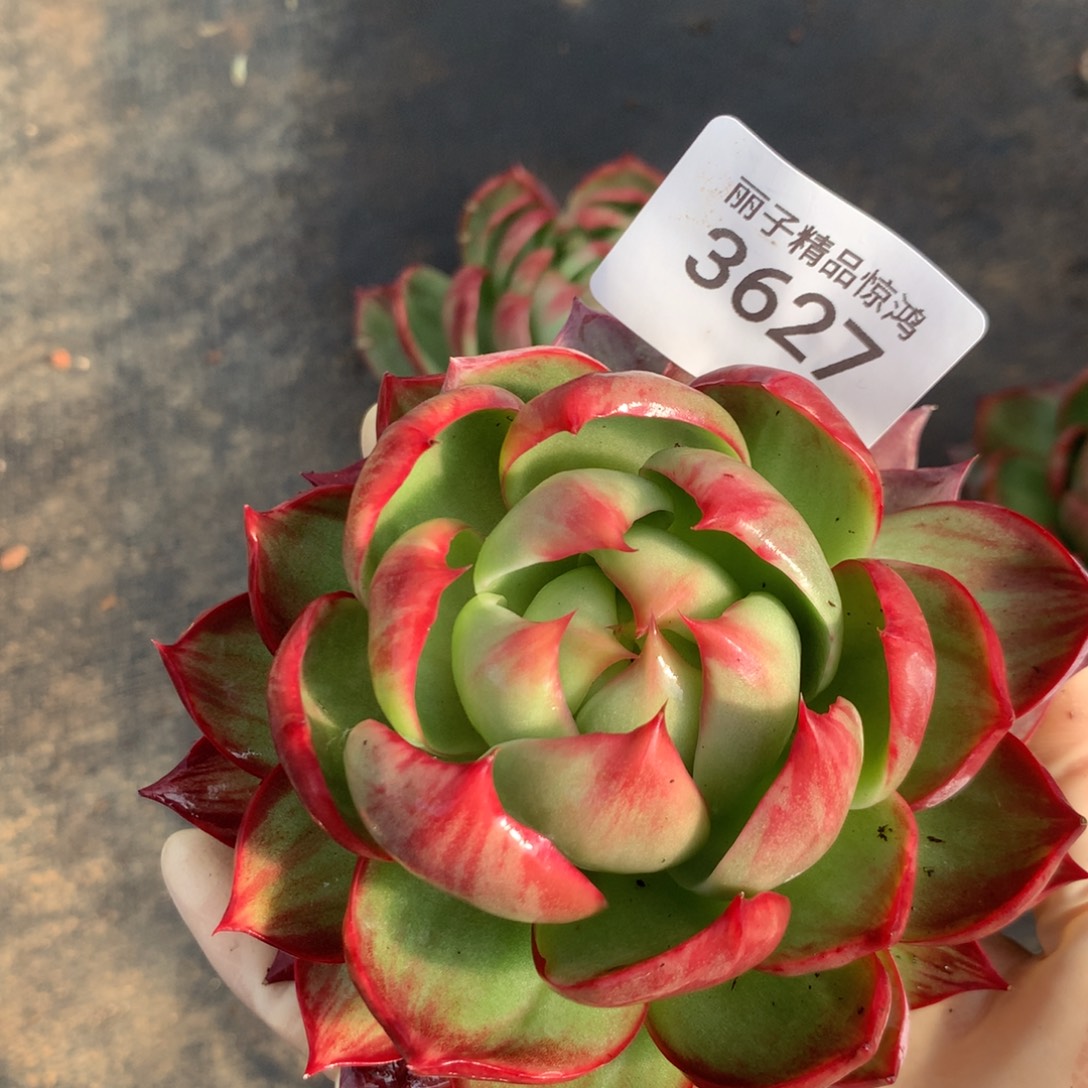 心***海3627一物一拍9厘米