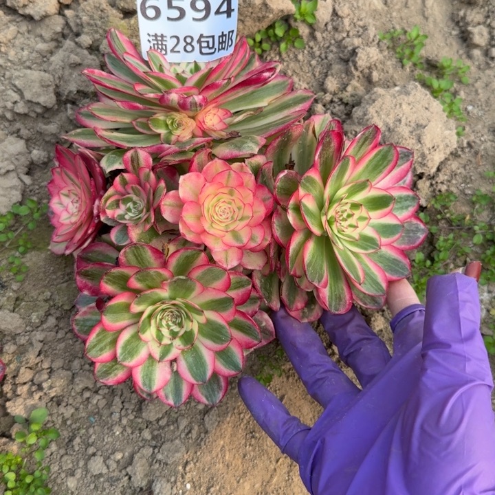 6594三号棚倾城多肉W