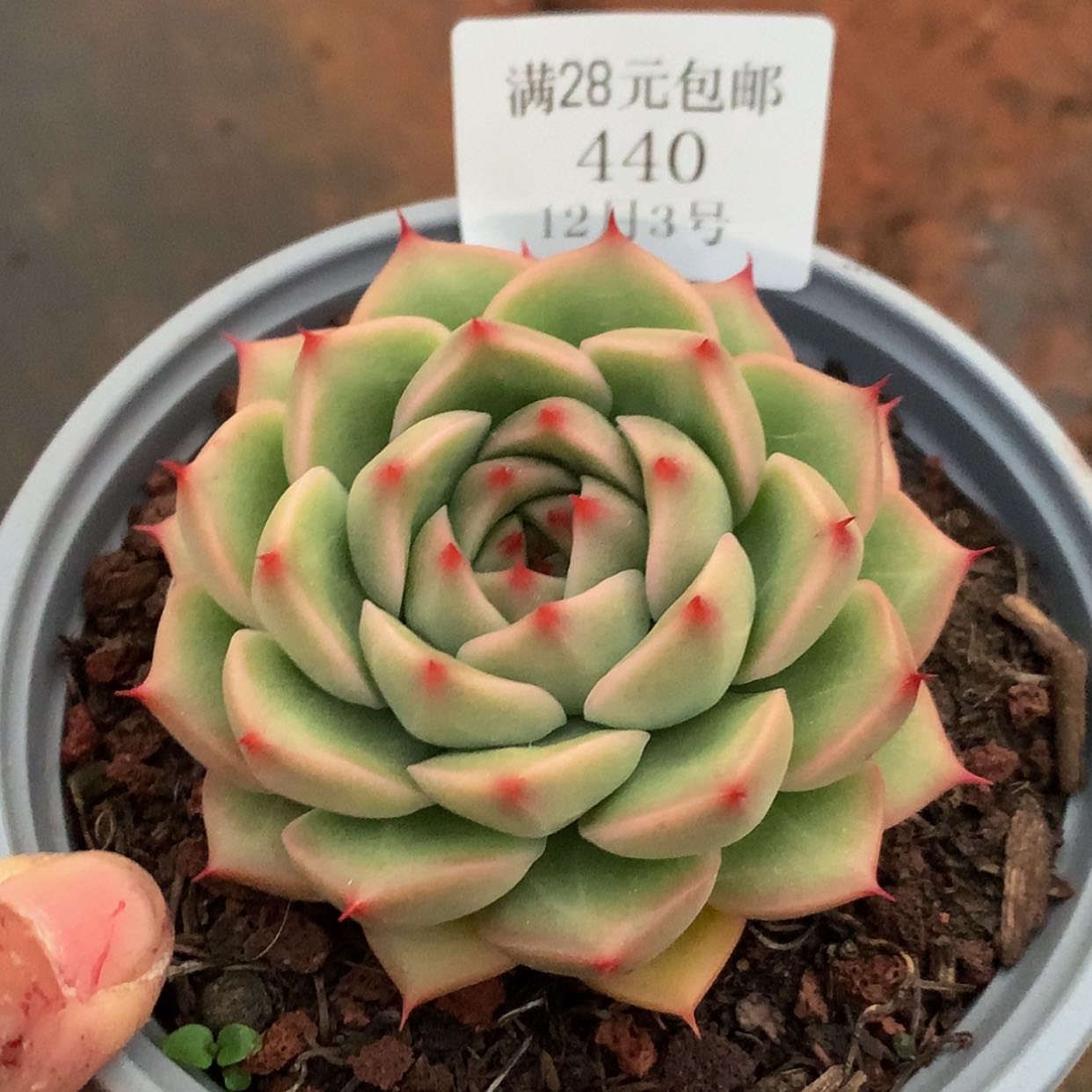 【闪购商品】云440号