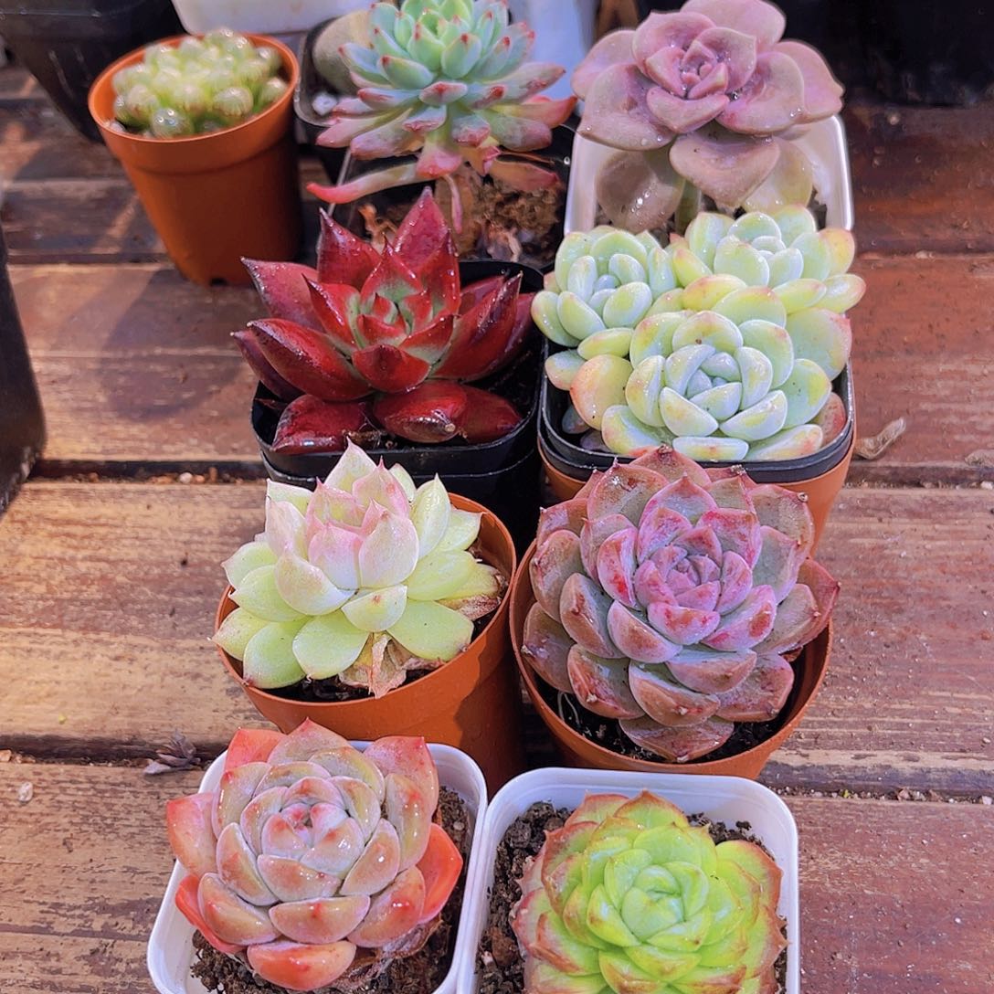 元旦套餐8盆1111111