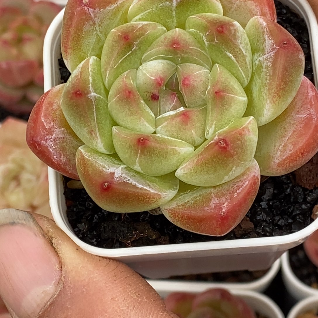 天官赐福百无禁忌