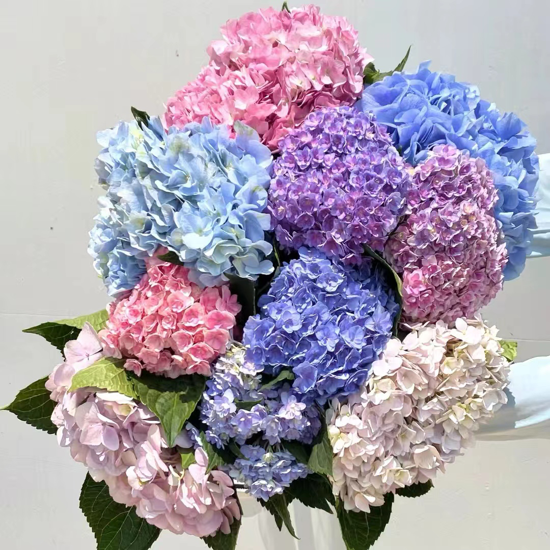 熹植花卉直播间绣球（一物一拍）专属链接昆明基地直发