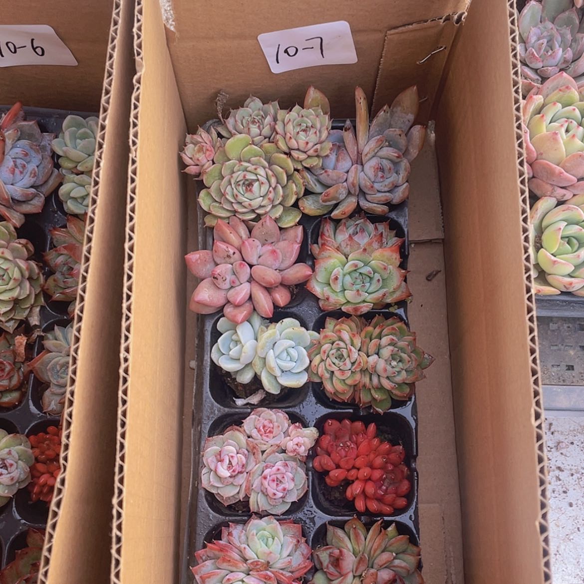 【闪购商品】10颗-7