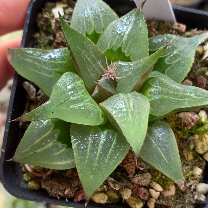 芭提雅果冻带盆土发货