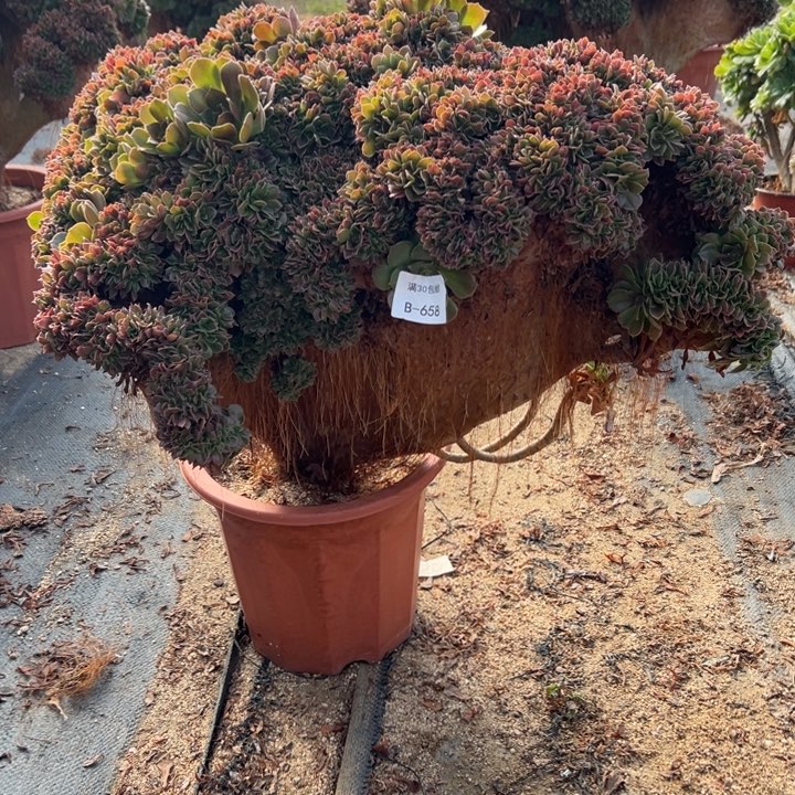 胖***狗658多肉植物火玫瑰啊啊啊啊