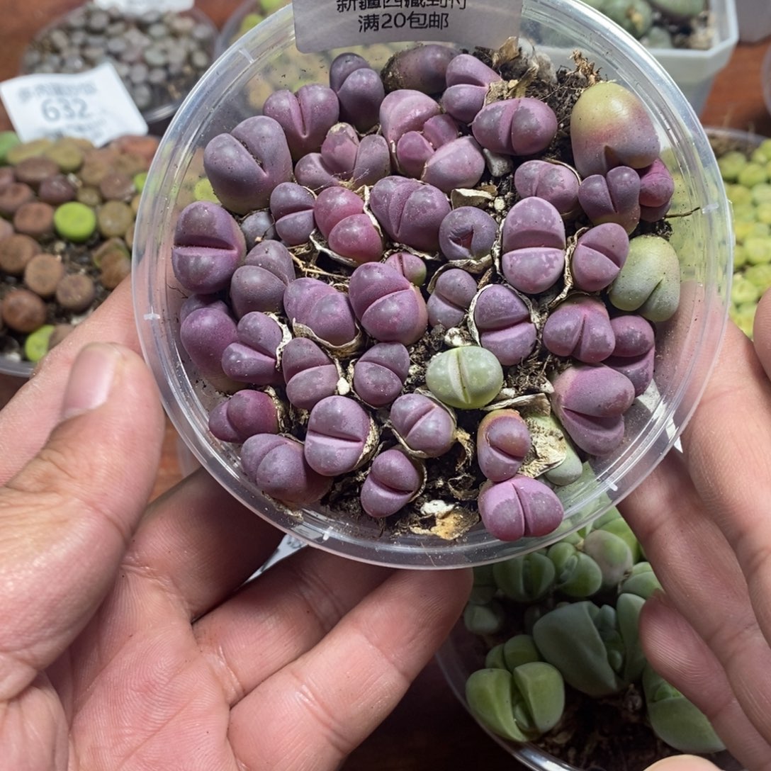 多肉蛋炒饭感谢您相伴016