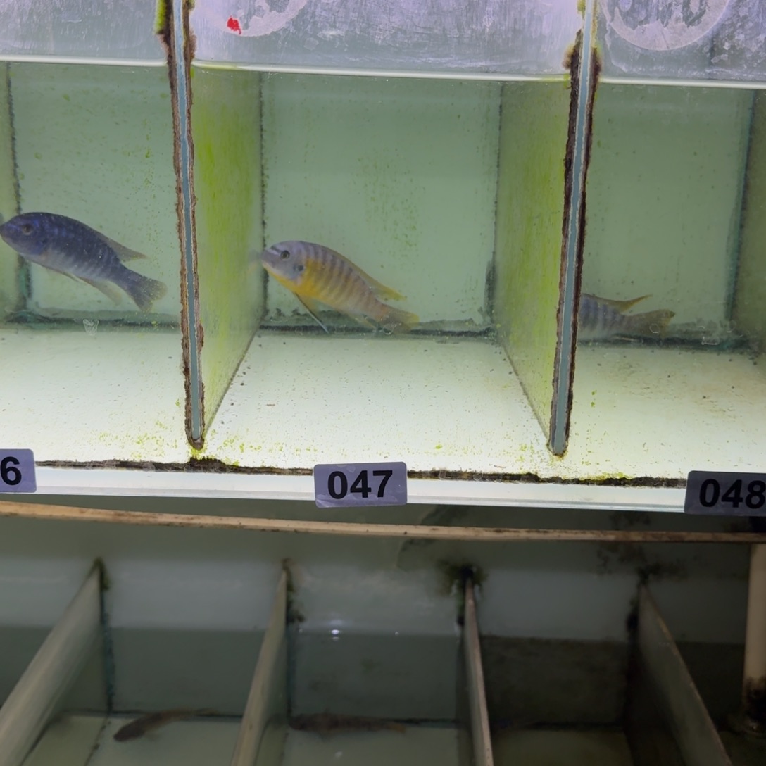 ****慈鲷鱼47号纳坎小丑